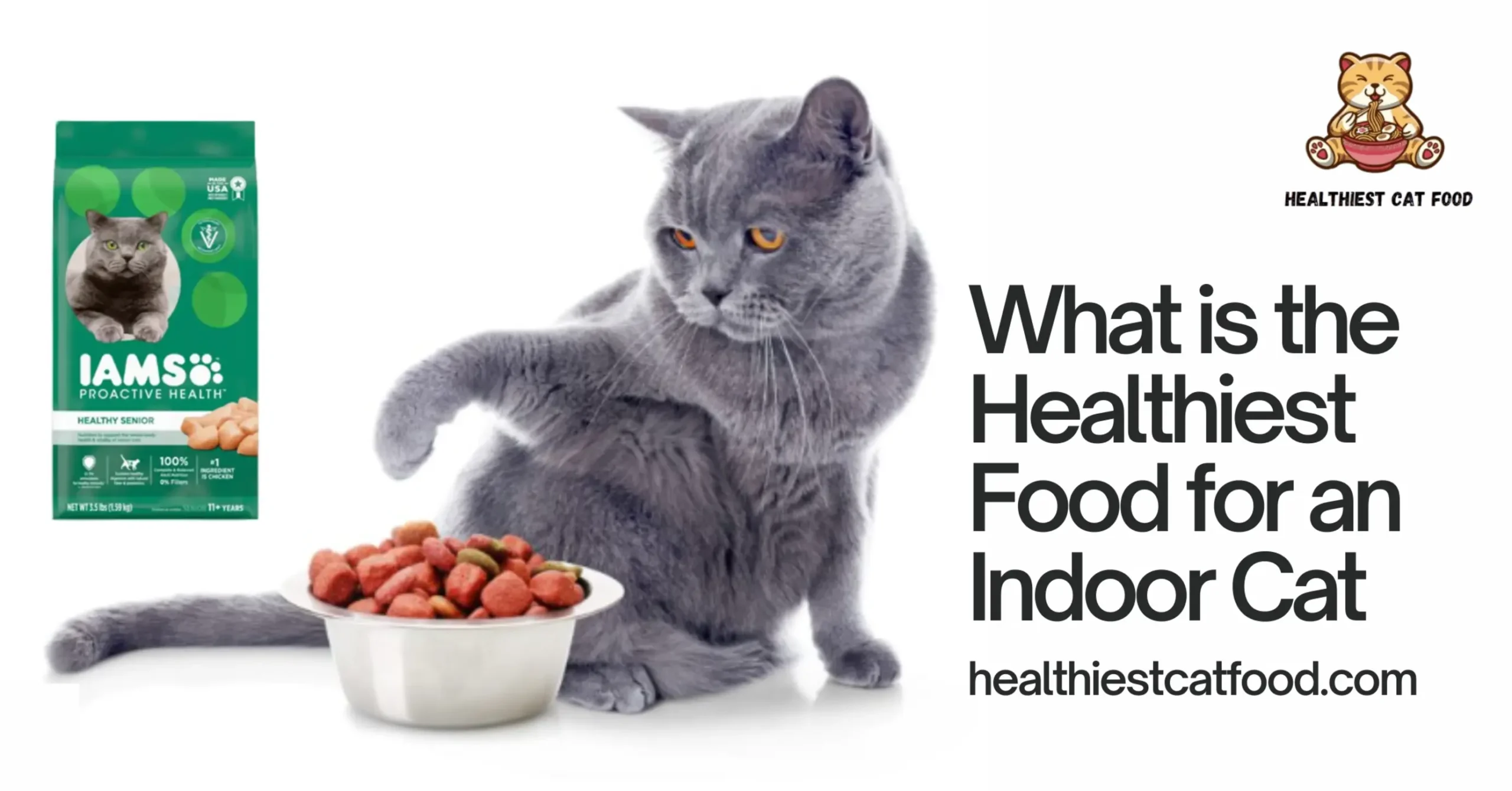 What is the Healthiest Food for an Indoor Cat | Healthiest Cat Food