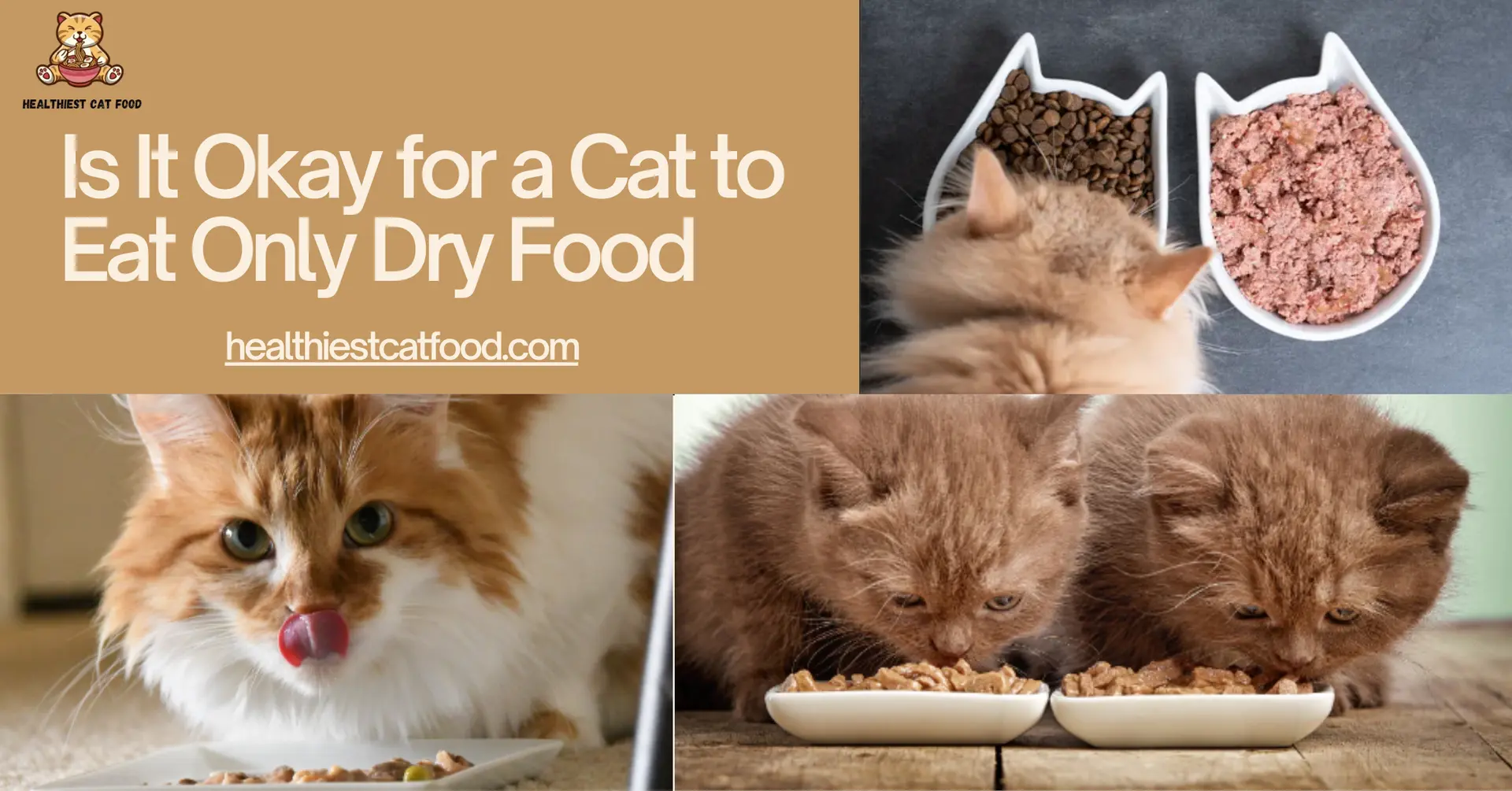 Is It Okay for a Cat to Eat Only Dry Food | Healthiest Cat Food