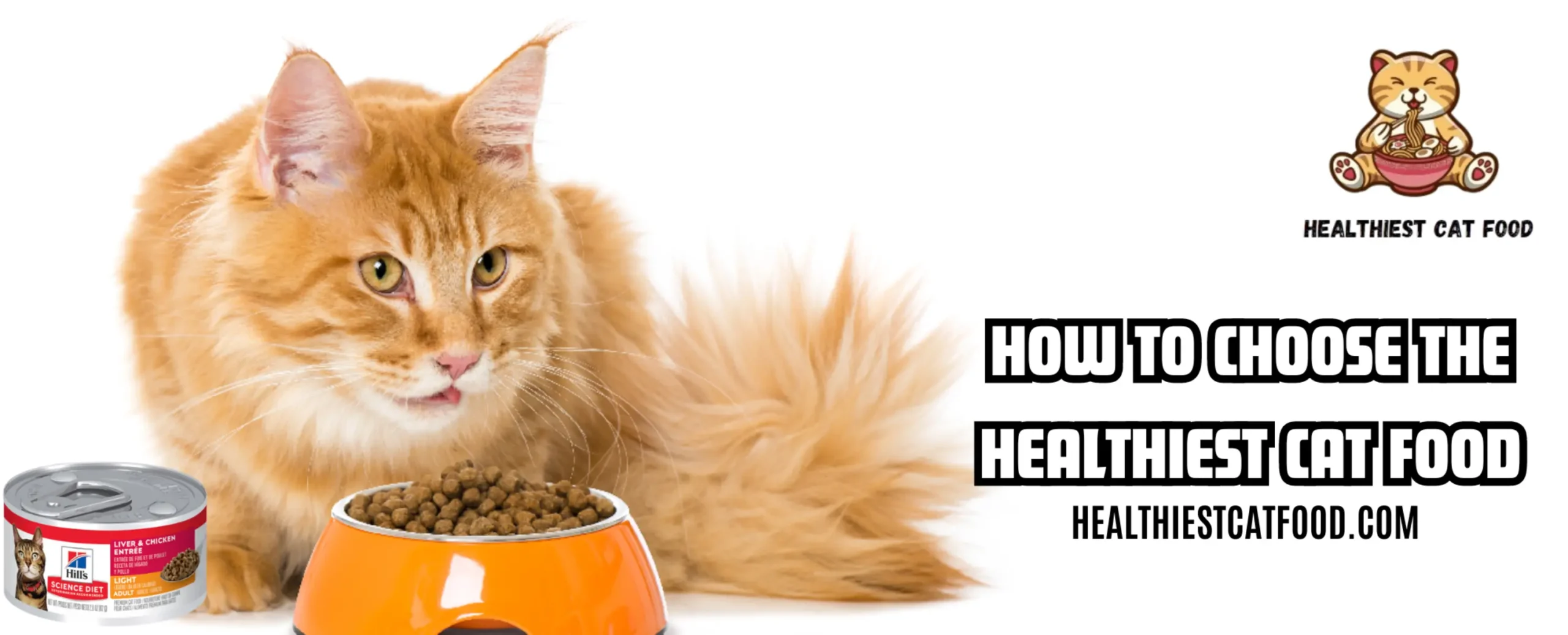 How to Choose the Healthiest Cat Food | Healthiest Cat Food