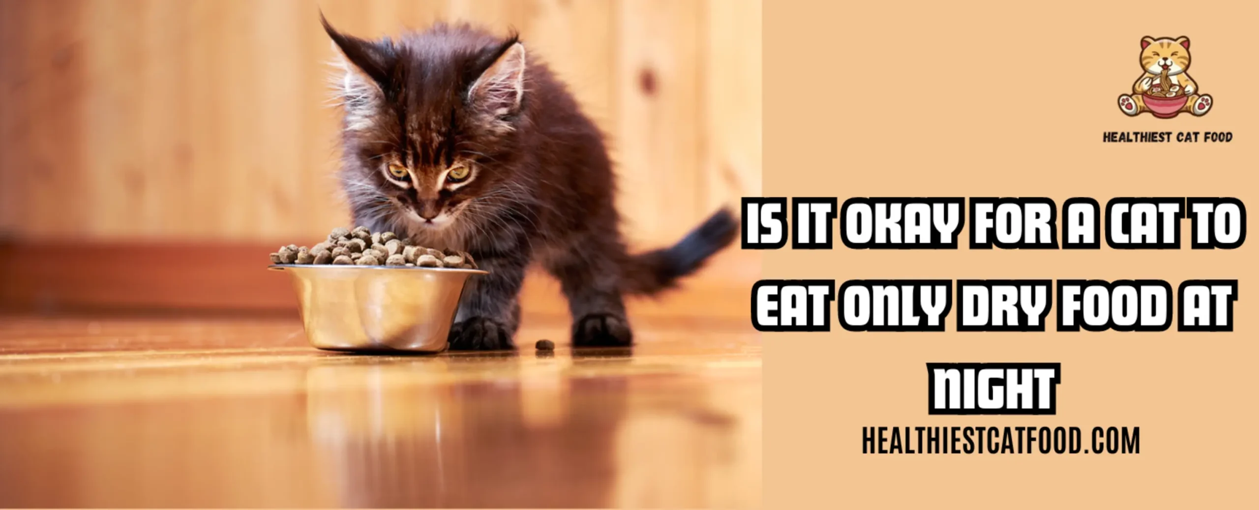 Is It Okay for a Cat to Eat Only Dry Food at Night | Healthiest Cat Food