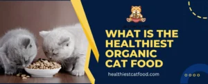 What is the Healthiest Organic Cat Food | Healthiest Cat Food