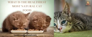 What is the Healthiest Most Natural Cat Food | Healthiest Cat Food