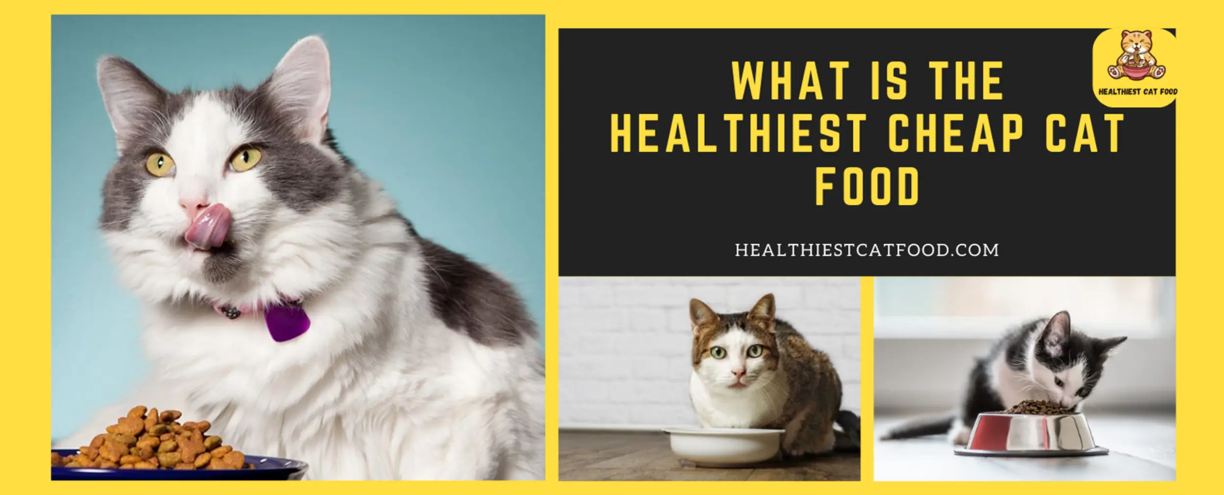 What is the Healthiest Cheap Cat Food | Healthiest Cat Food