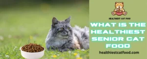 What is the Healthiest Senior Cat Food | Healthiest Cat Food