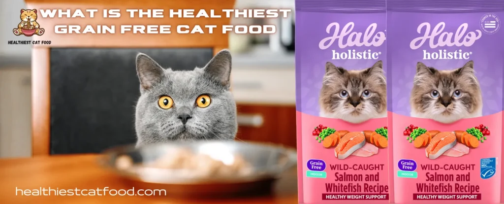 What is the Healthiest Grain Free Cat Food | Healthiest Cat Food