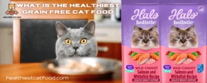 What is the Healthiest Grain Free Cat Food | Healthiest Cat Food